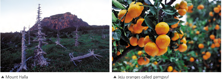 Photo -  Mount Halla & Jeju oranges called gamgyul